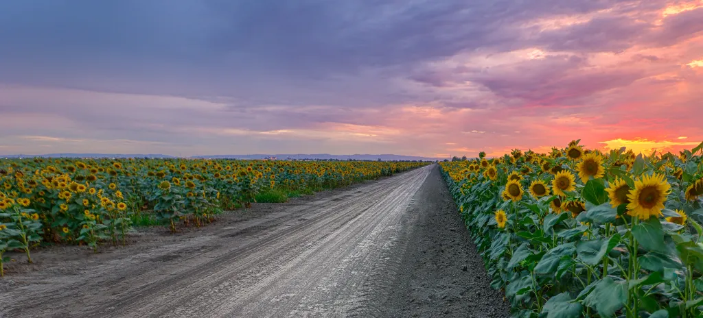Sunflower Fields