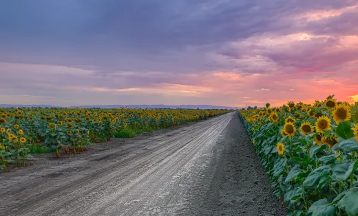 Sunflower Fields