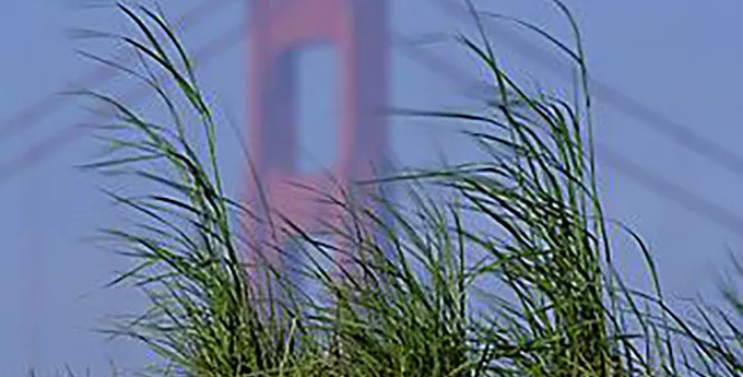 View of Golden Gay Bridge from Crissy Field